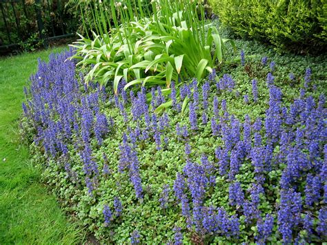 Ajuga reptans 